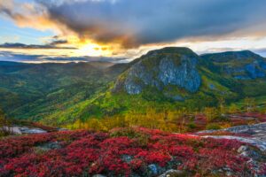 Mountains and flowers with sunset in background